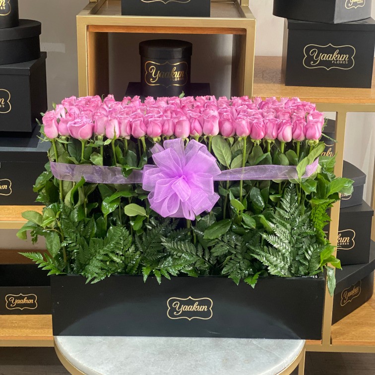 150 rosas lilas en jardín en caja negra