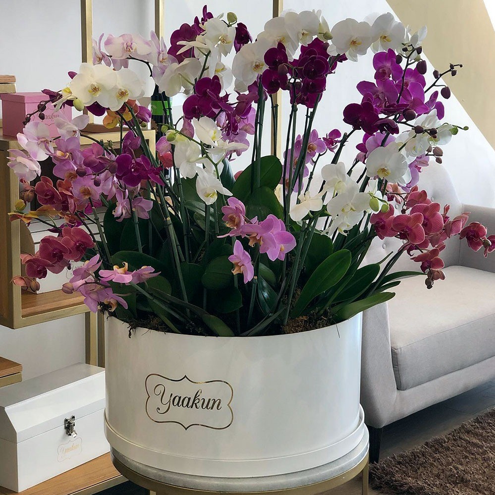 20 orquídeas en caja circular blanca encuentro phalaenopsis.