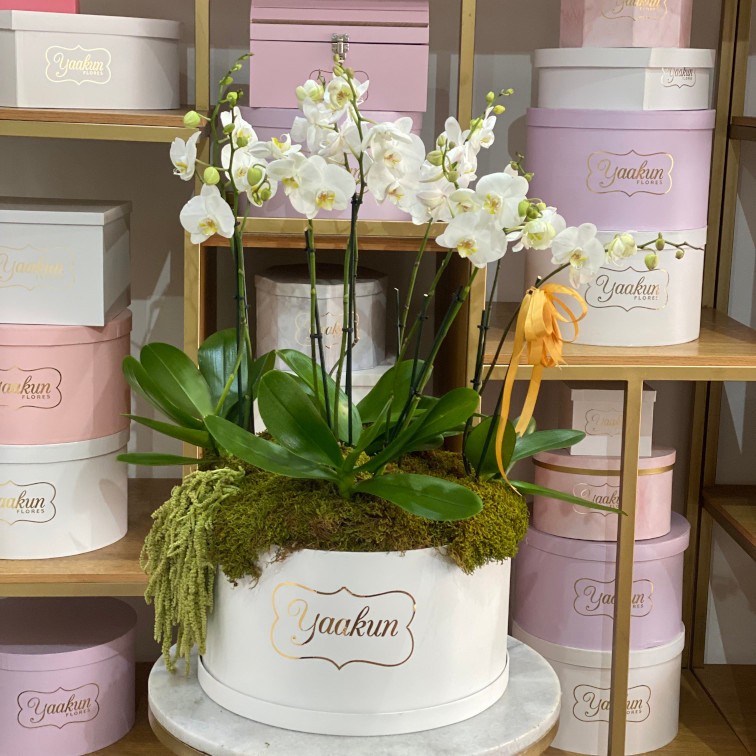 Caja circular blanca con 5 orquideas blancas y toques de amaranto