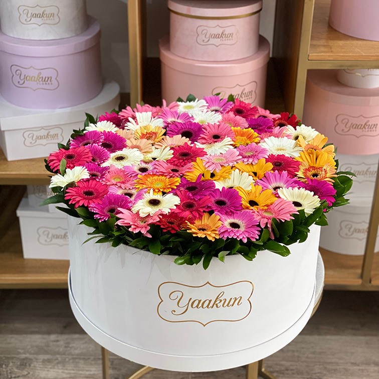 Caja circular blanca con 70 gerberas y ruscus