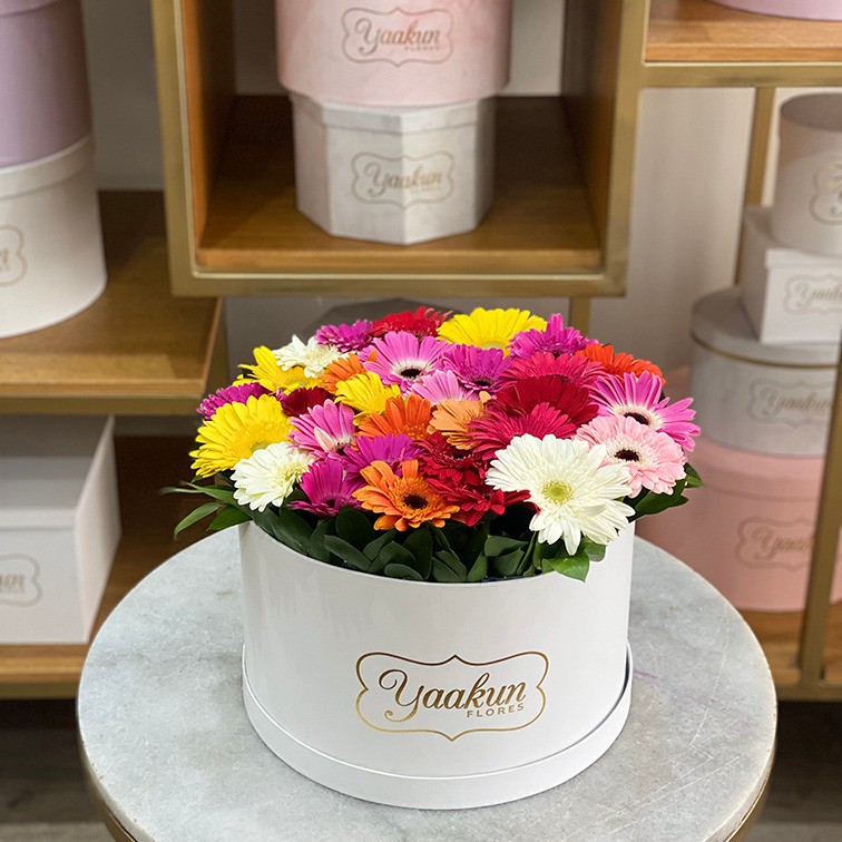 Caja circular blanca con gerberas amanecer