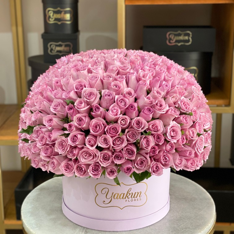 Caja circular lila con 300 rosas lilas
