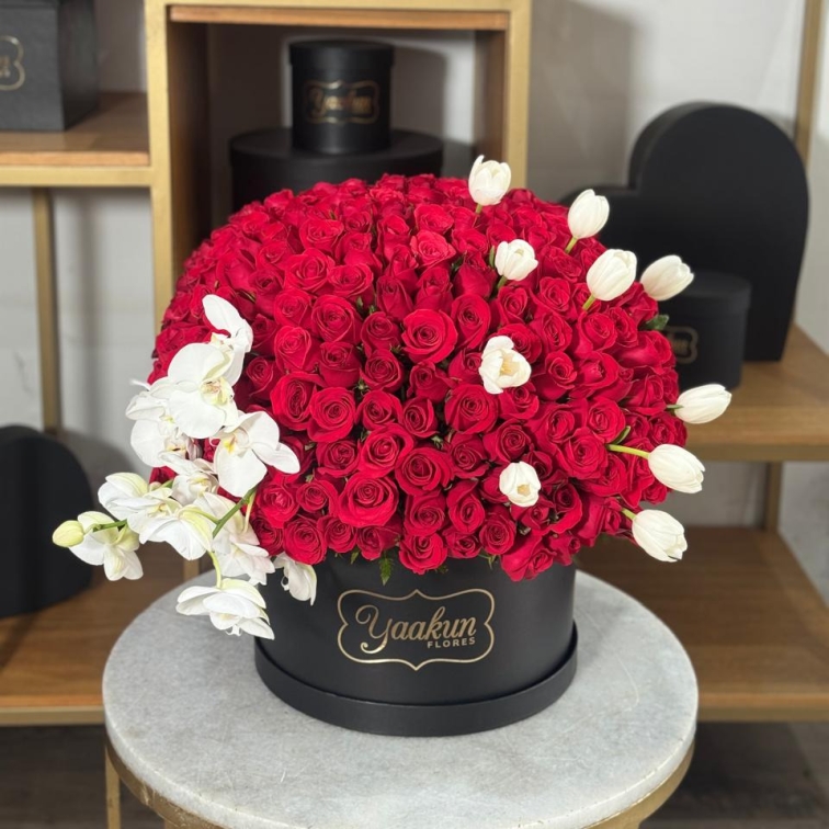 Caja circular negra con 300 rosas rojas, 10 tulipanes y orquídeas blancas