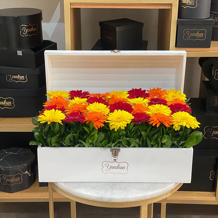 Cofre grande blanco con gerberas alegría