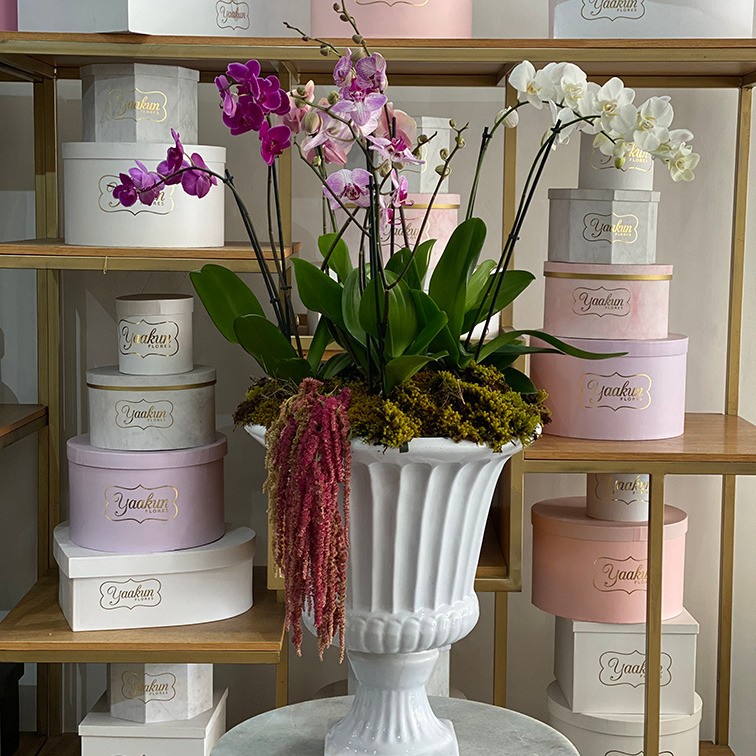 Copa romana con orquídeas phalaenopsis