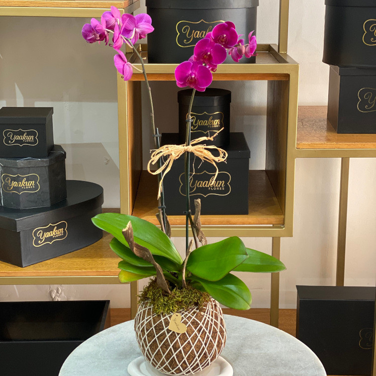 MACETA KOKEDAMA CON ORQUÍDEA MAGENTA
