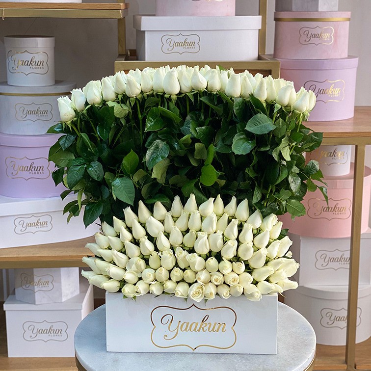 Maxi abanico de 250 rosas blancas