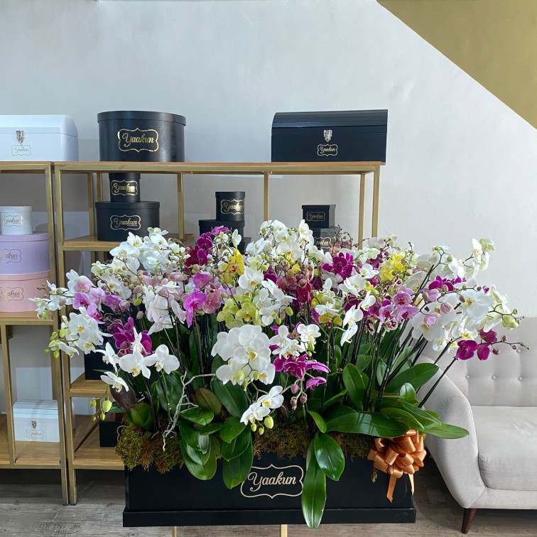Maxi caja cuadrada negra con orquideas sutidas phalenosis