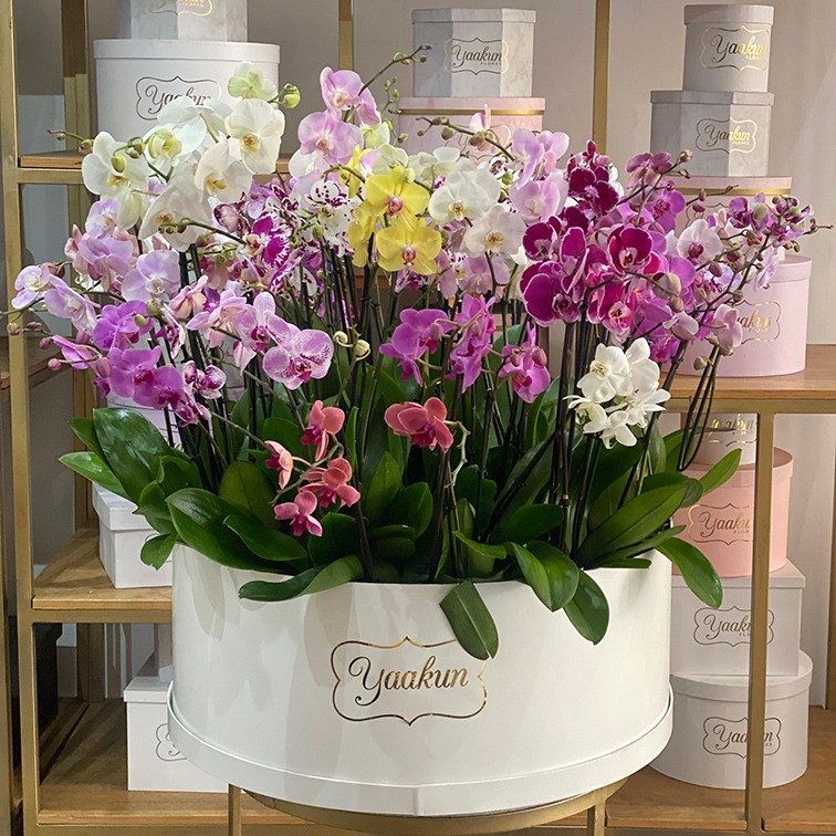 Maxicaja redonda blanca con 40 macetas de orquídea palenosis