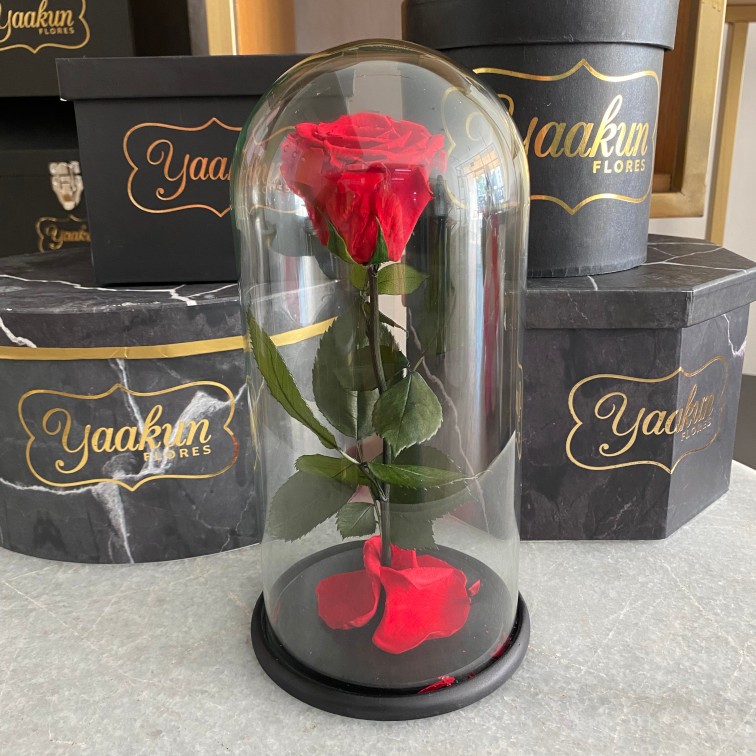 Rosa eterna encantada en boton rojo
